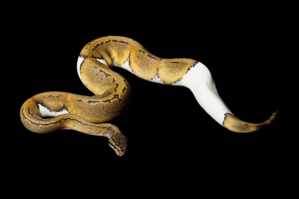 Pinstripe piebald bola python — Fotografia de Stock