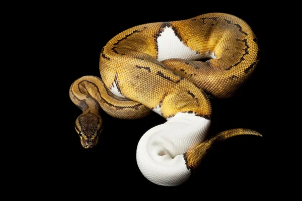 Python boule Piébaldisme Pinstripe — Photo