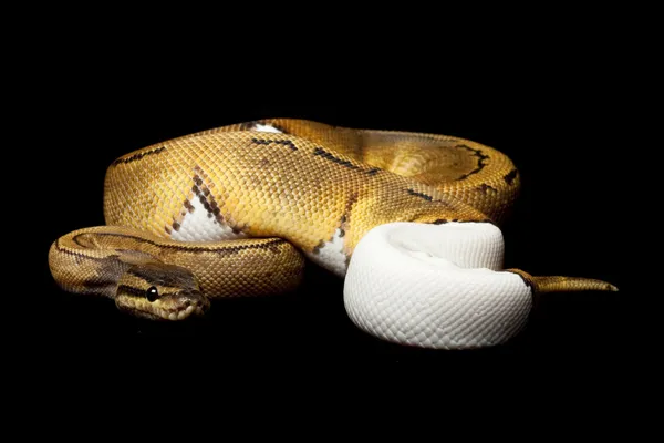 Pinstripe bont bal python — Stockfoto