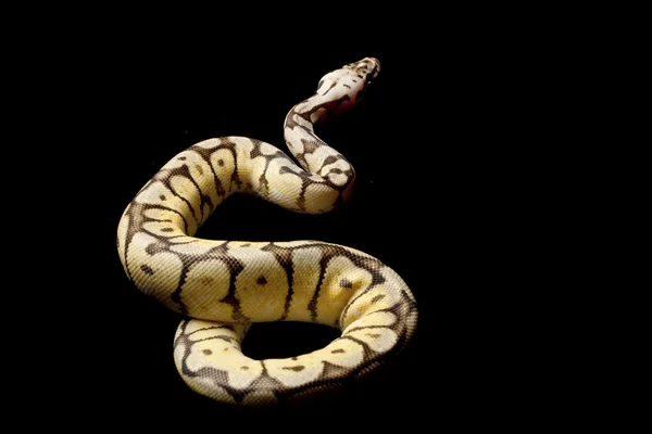 Hummel gelbe Bauchkugel Python — Stockfoto