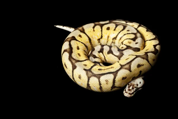 Bumble bee sarı karın top python — Stok fotoğraf
