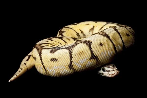 Hummel gelbe Bauchkugel Python — Stockfoto