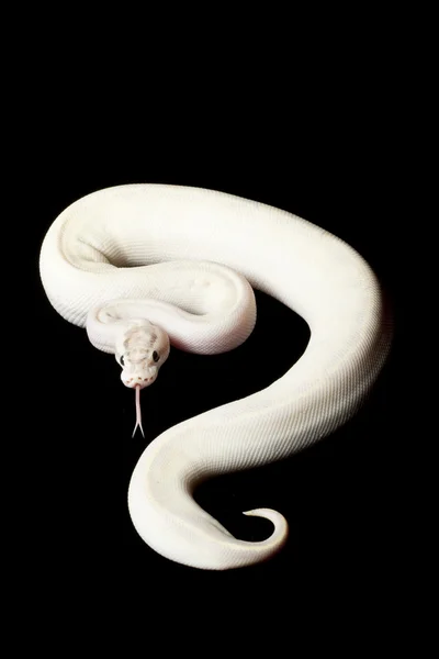 Ivory ball python — Stock Photo, Image