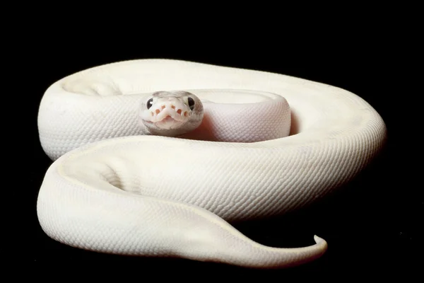 Elfenbenskula python — Stockfoto