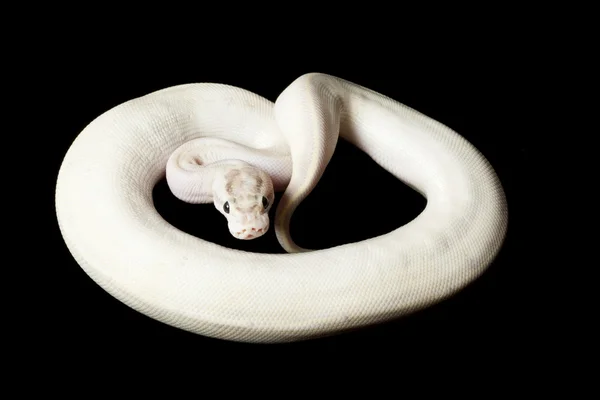 Ivory ball python — Stock Photo, Image
