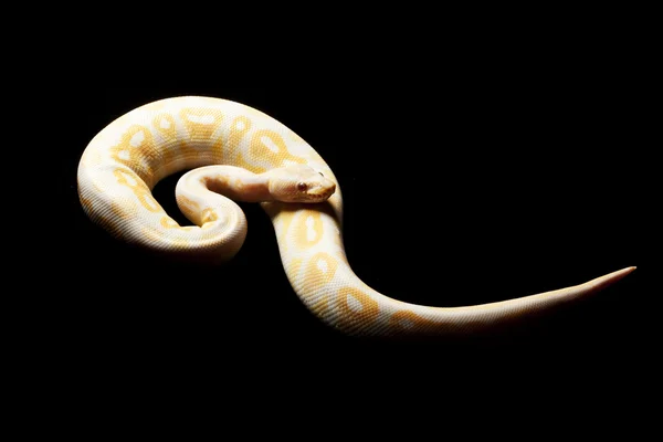 Lavender cinnamon ball python — Stock Photo, Image