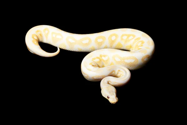 Levendula fahéj ball python — Stock Fotó