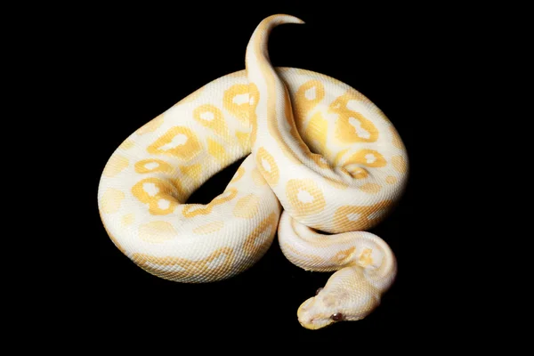 Levandule skořice míč python — Stock fotografie