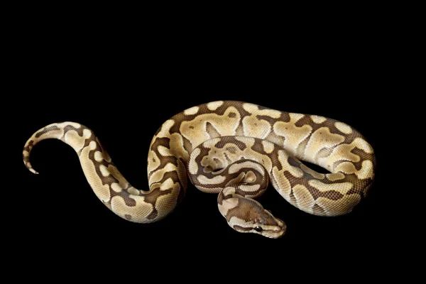 Woma 公司拥有较小的白金球 python — 图库照片