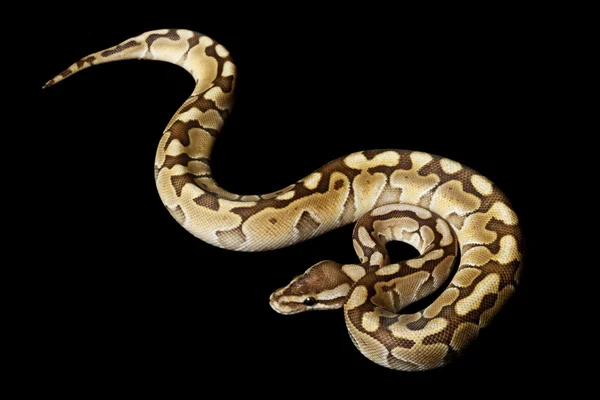 Mulher menor platina bola python — Fotografia de Stock
