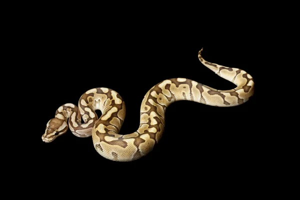 Kadını daha az platin top python — Stok fotoğraf