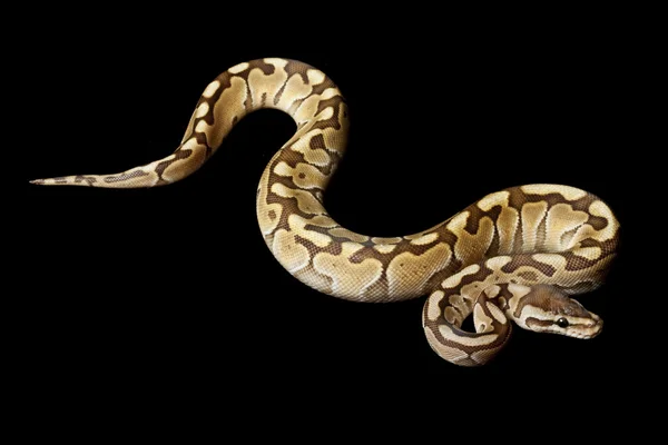 WOMA małopolskie python piłkę Platyna — Zdjęcie stockowe