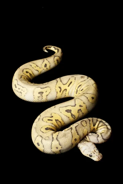 Δολοφόνος κλόουν ball python — 图库照片