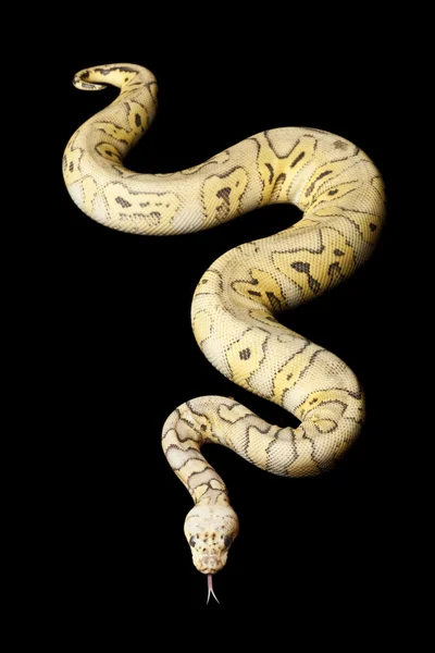 Assassino palhaço bola python — Fotografia de Stock