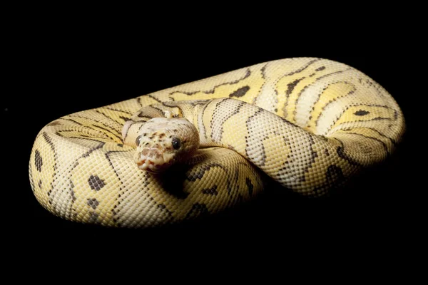 Tueur clown boule python — Photo