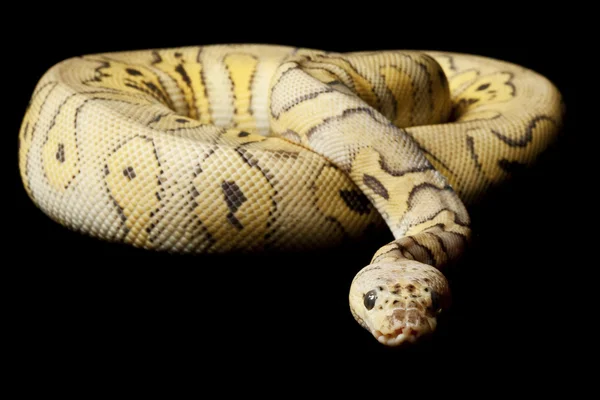 Killer clown ball python — Stock Photo, Image