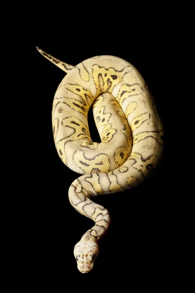 Killer clown ball python — Stockfoto