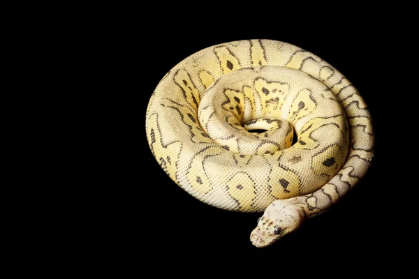 Δολοφόνος κλόουν ball python — 图库照片
