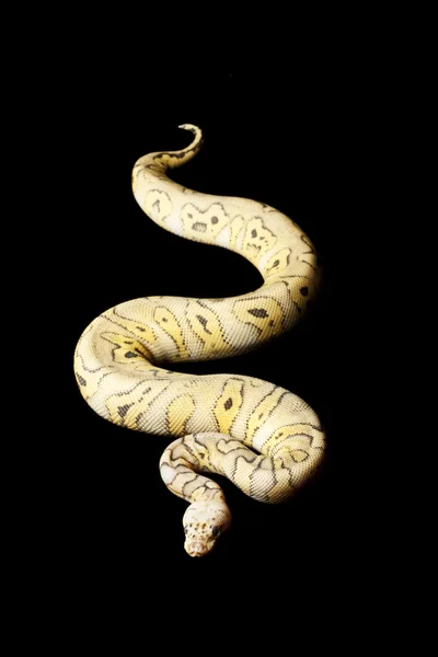 Killer clown ball python — Stock Photo, Image