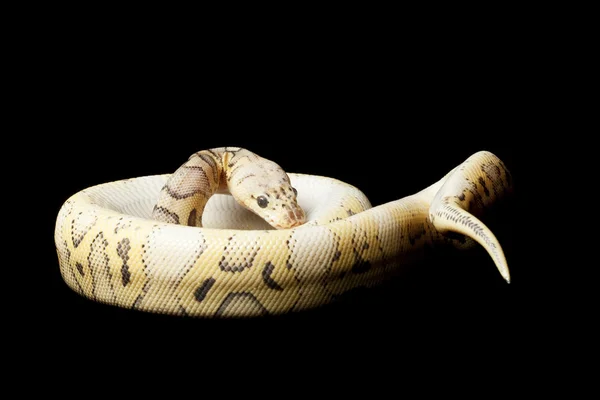 Tueur clown boule python — Photo