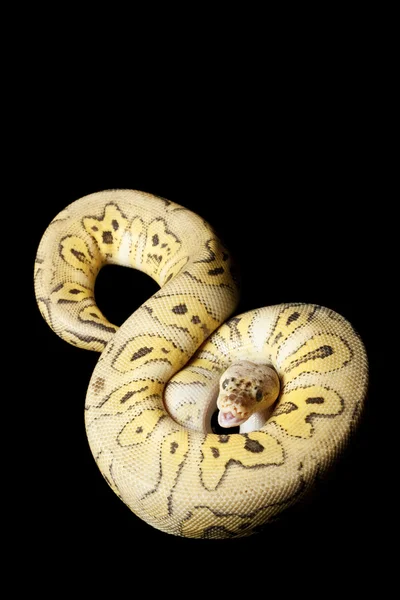 Δολοφόνος κλόουν ball python — 图库照片