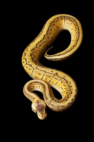 Lemon blast ball python — Stock Photo, Image
