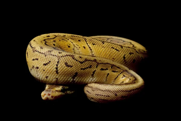 Limon patlama top python — Stok fotoğraf