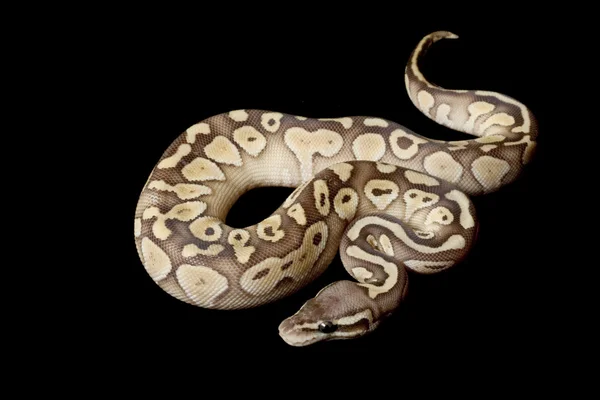 Pasztell kisebb platinum ball python — Stock Fotó