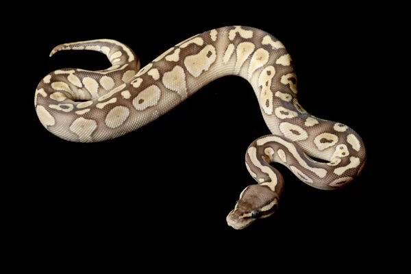 Pastel mindere platina bal python — Stockfoto