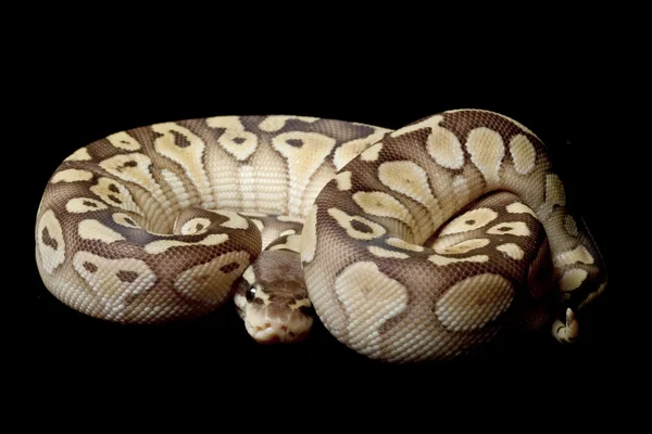 Pastel lesser platinum ball python — Stock Photo, Image