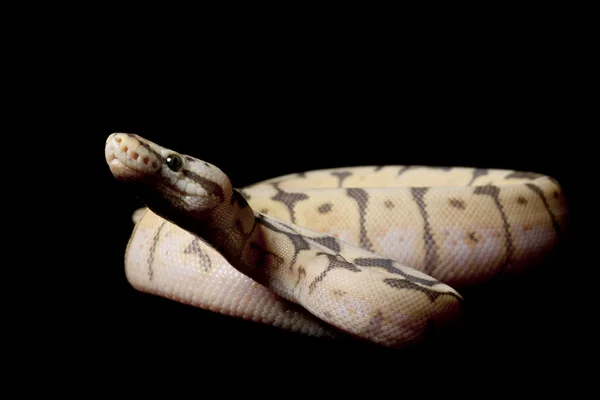 Humble bee ball python — Stock Photo, Image