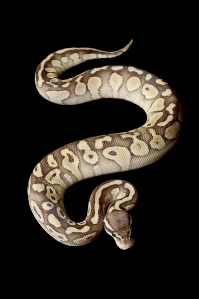 Pastel lesser platinum ball python — стоковое фото