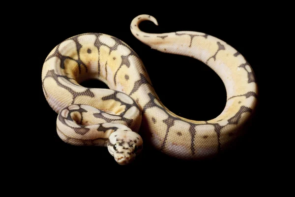 谦卑蜂球 python — 图库照片