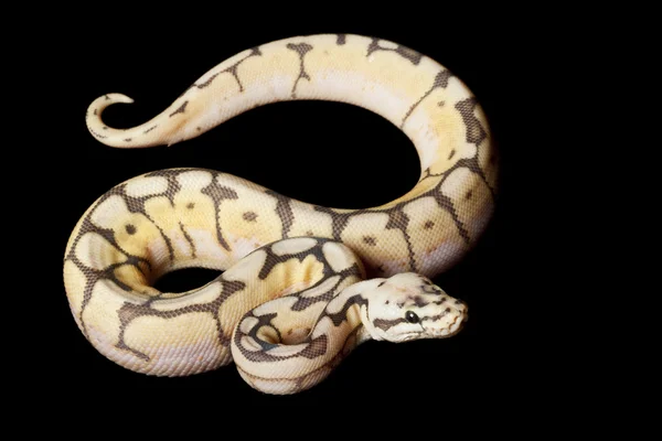 Humble boule d'abeille python — Photo