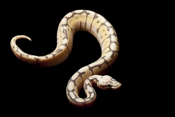 Szerény méh ball python — Stock Fotó