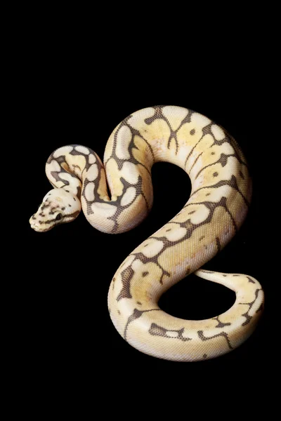 Humble bee ball python — Stock Photo, Image