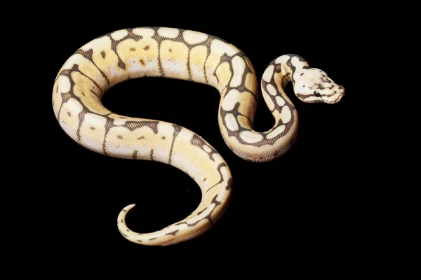 谦卑蜂球 python — 图库照片