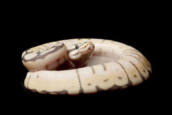 Bola de abelha humilde python — Fotografia de Stock