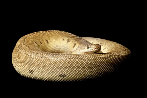 Reduzir-modelado palhaço pastel bola python — Fotografia de Stock
