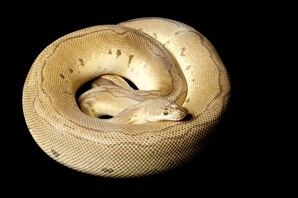 Reduce-patterned pastel clown ball python — Stock Photo, Image