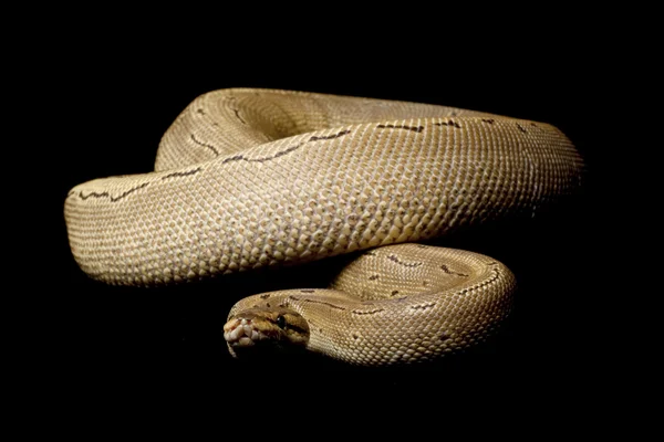 Reduce-patterned pinstripe ball python — Stock Photo, Image