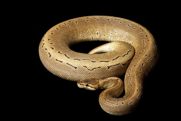 Minska-mönstrad kritstreck ball python — Stockfoto