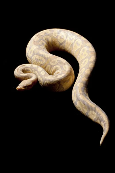 Caramel glow ball python — Stock Photo, Image