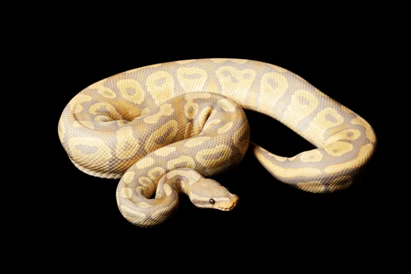 Bola bercahaya karamel python — Stok Foto