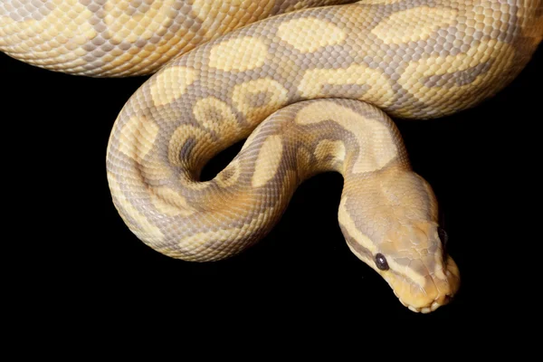 Karamel gloed bal python — Stockfoto