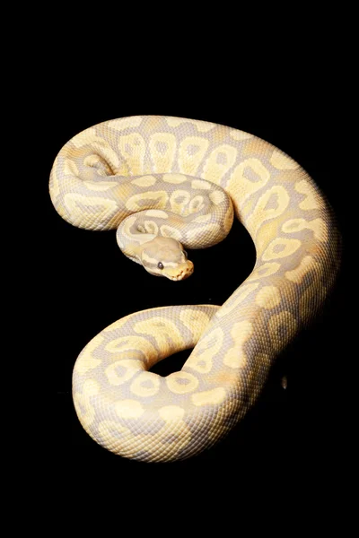 Caramel glow ball python — Stock Photo, Image