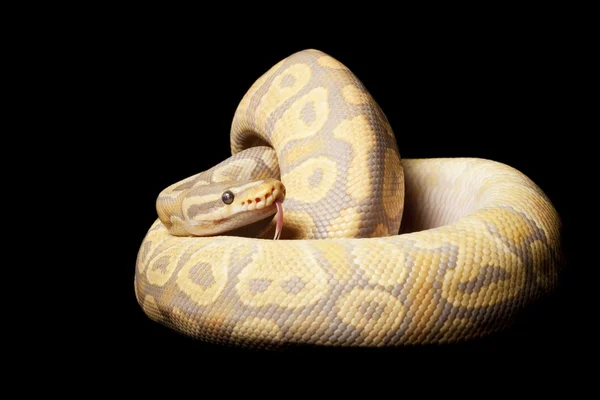 Caramel glow ball python — Stock Photo, Image