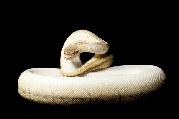 Pastel king pin ball python — Stock Photo, Image