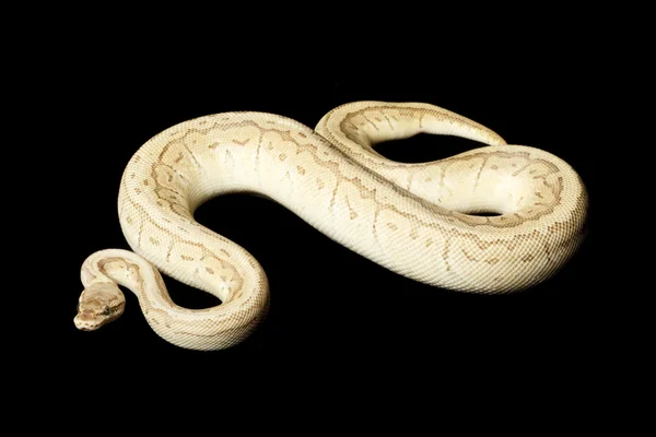 Pastel koning pin bal python — Stockfoto