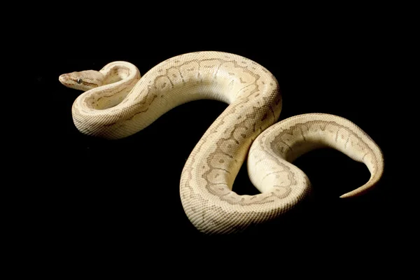 Pastel king pin boule python — Photo